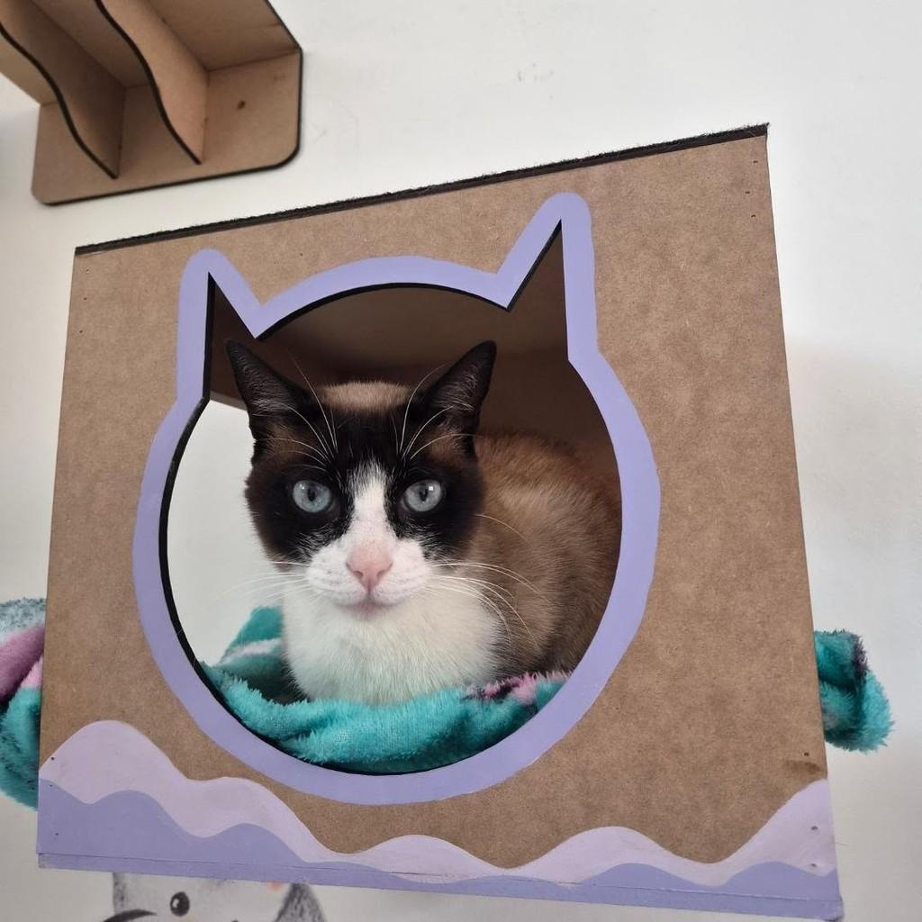 Crystal, gata para adoção em São Paulo - SP