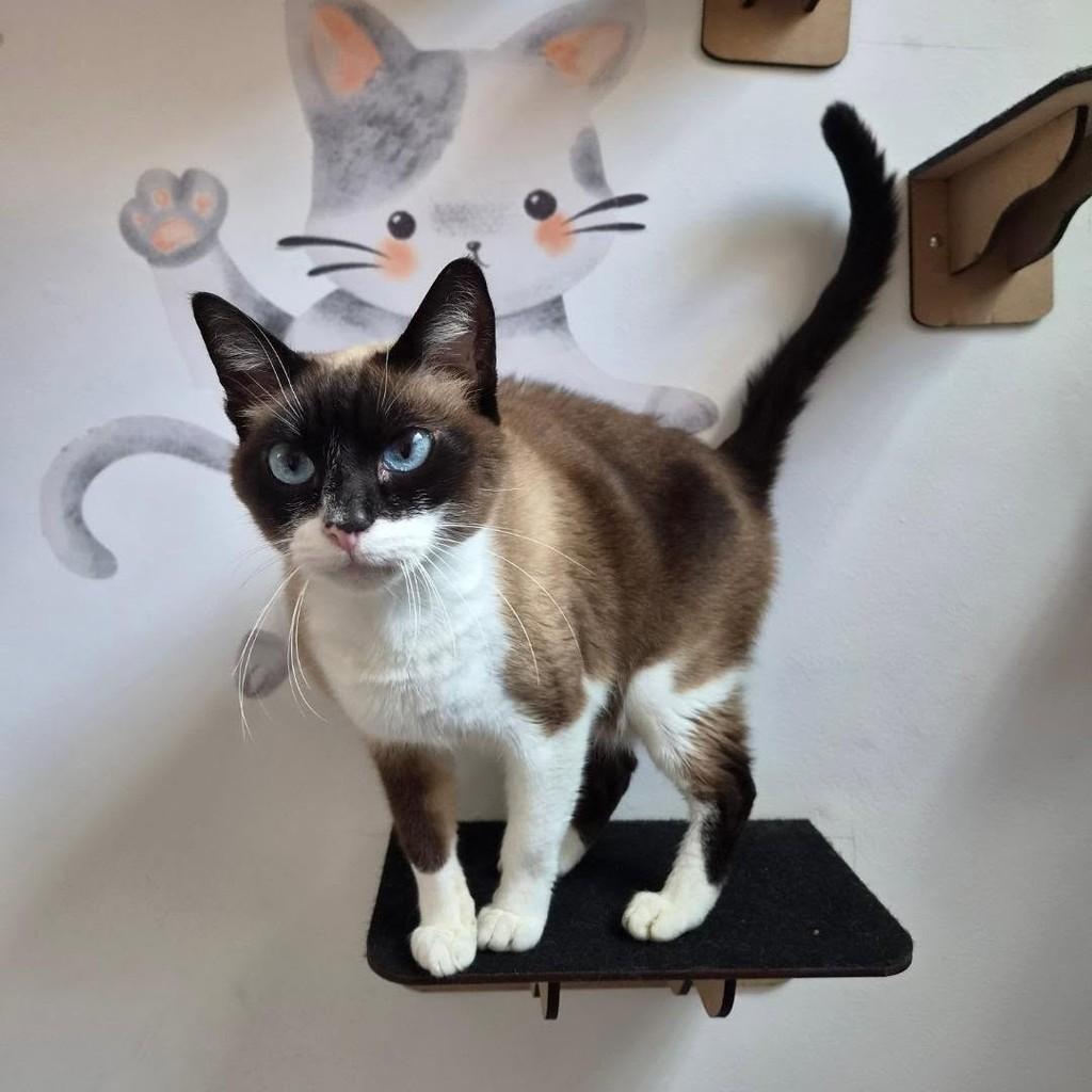 Brama, gata de porte médio para adoção em São Paulo - SP