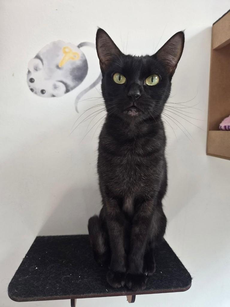 Lary, gato para adoção em São Paulo - SP