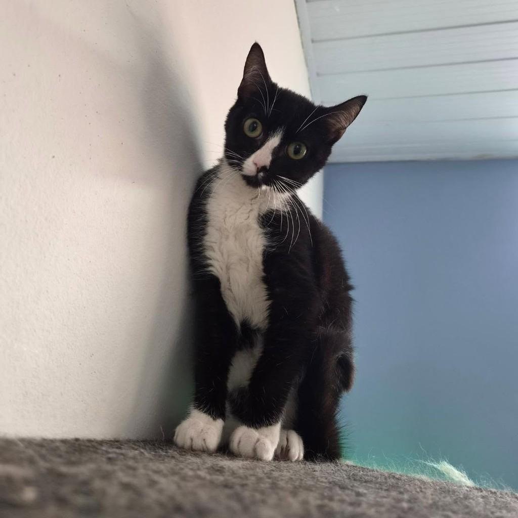 Fumiga, gata de porte pequeno para adoção em São Paulo - SP