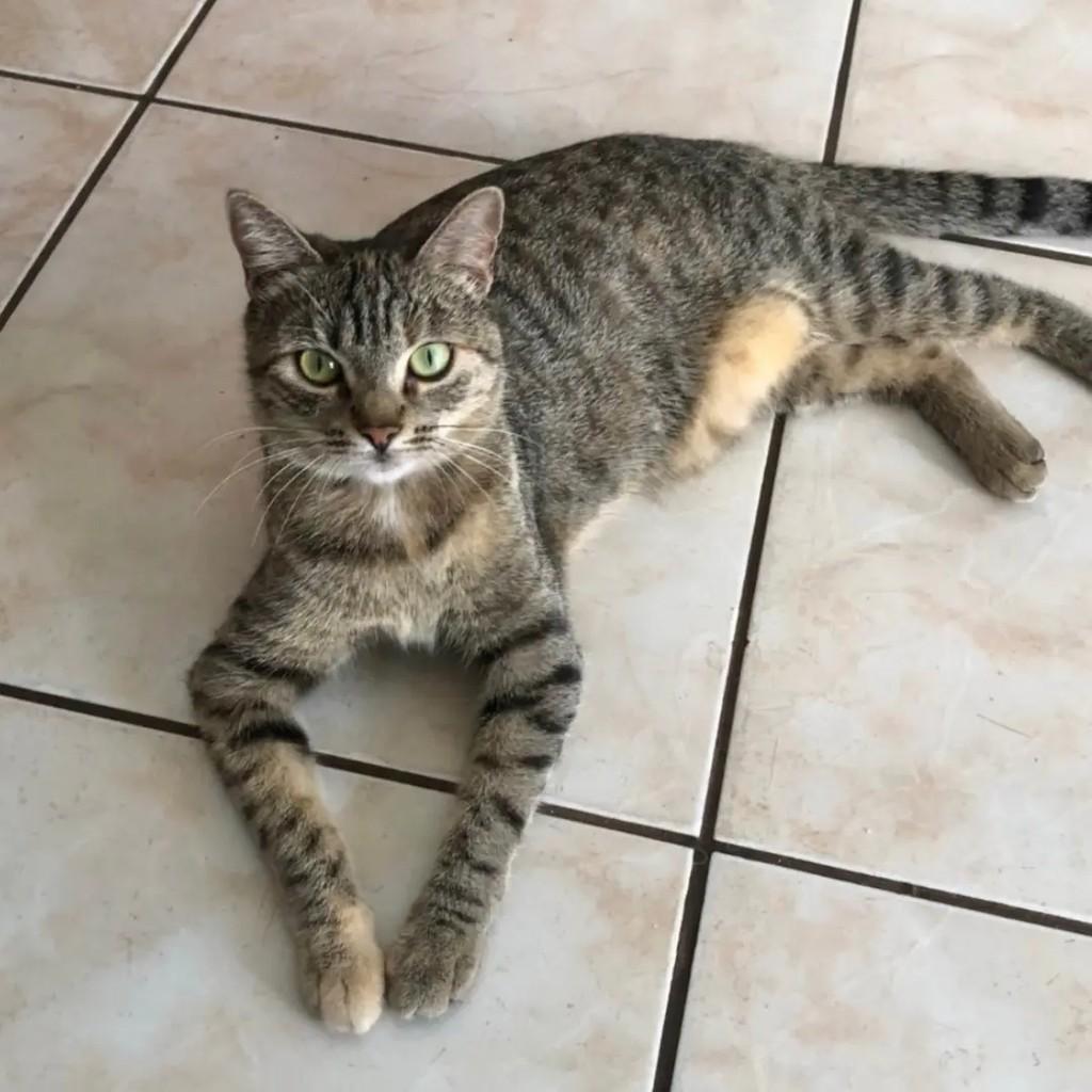 Fred, gato de porte médio para adoção em São Paulo - SP