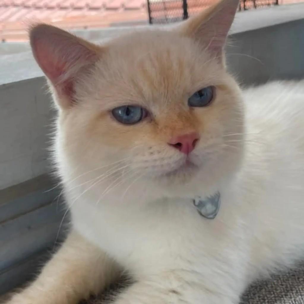 Florencio, gato de porte médio para adoção em São Paulo - SP