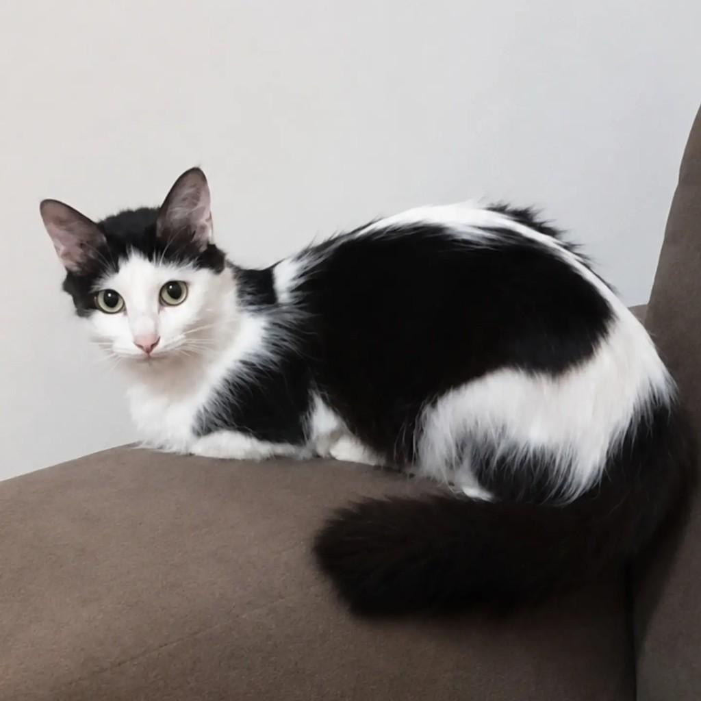 Susu, gata de porte pequeno para adoção em São Paulo - SP