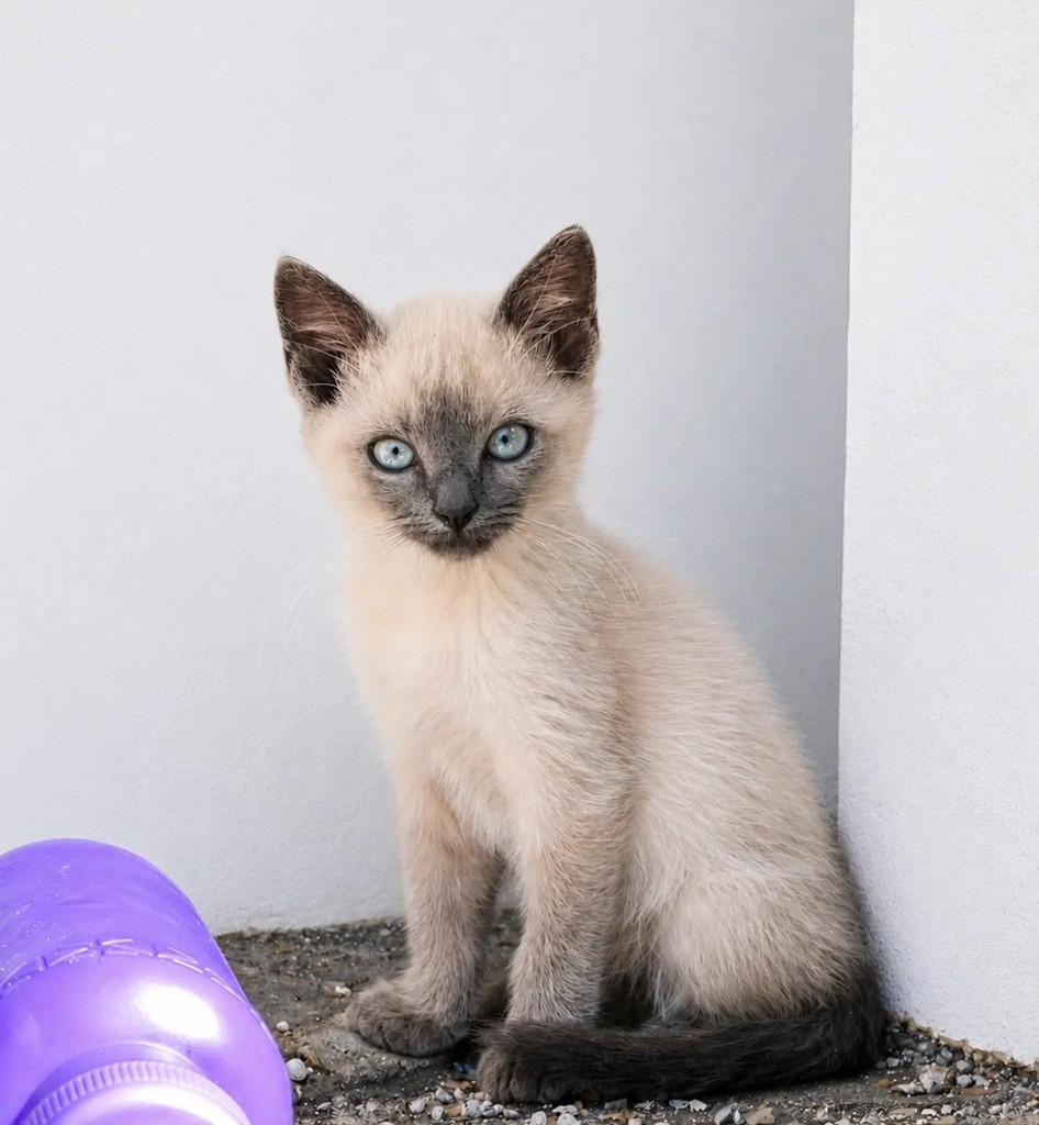Frozi, gata de porte pequeno para adoção em São Paulo - SP