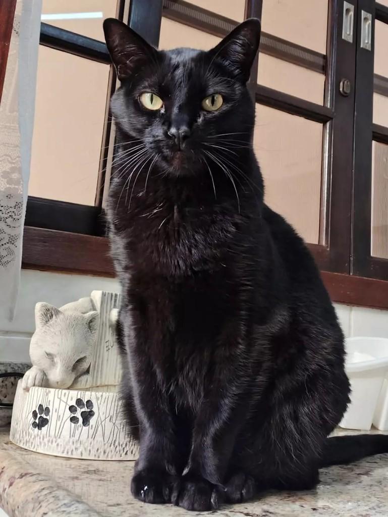 Merlin, gato de porte médio para adoção em São Paulo - SP