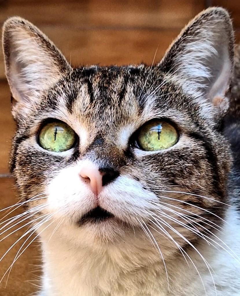 Princesa, gata para adoção em São Paulo - SP