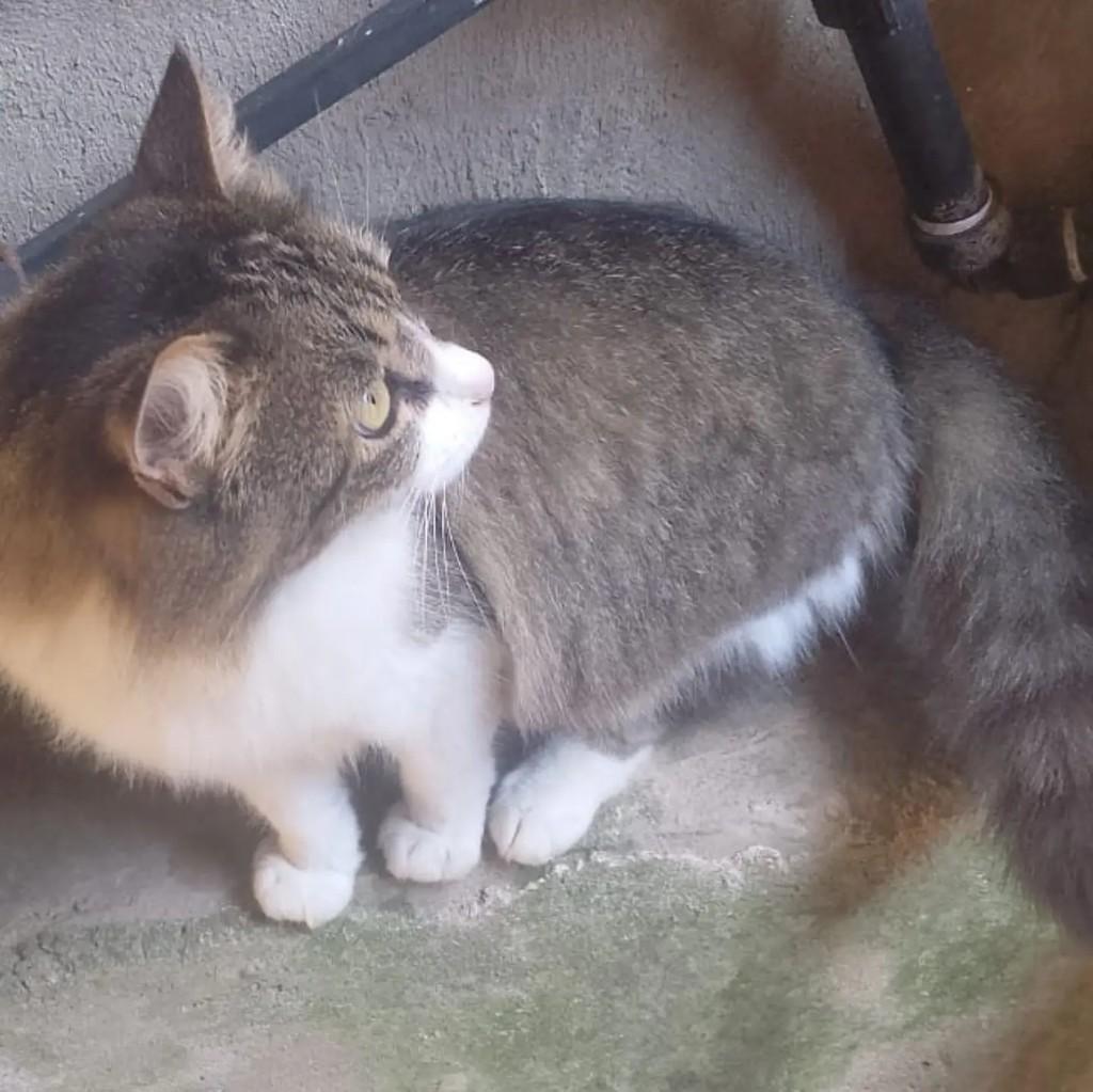 Guaxinin, gata de porte médio para adoção em São Paulo - SP