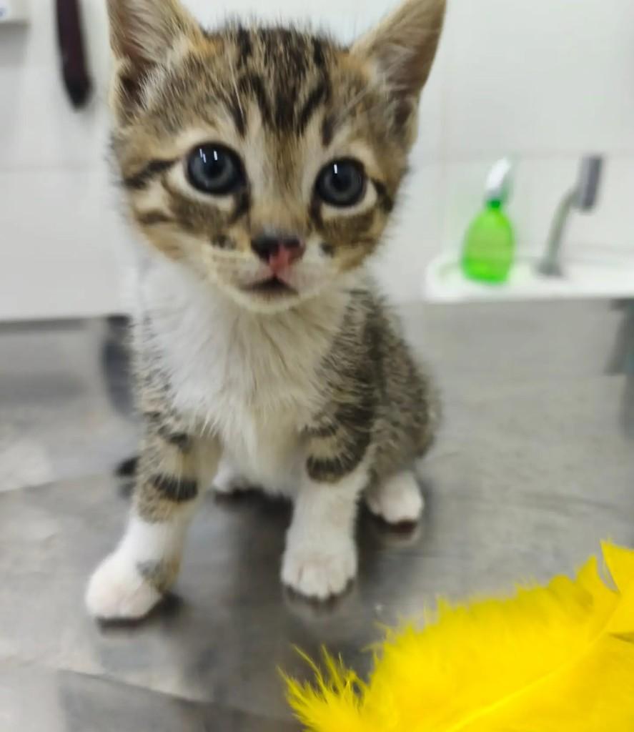 Sakura, gata de porte pequeno para adoção em São Paulo - SP