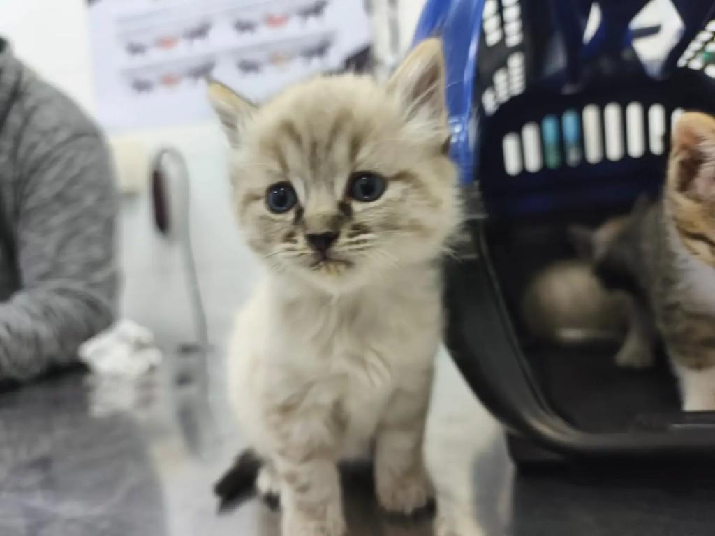 Camélia, gata de porte pequeno para adoção em São Paulo - SP