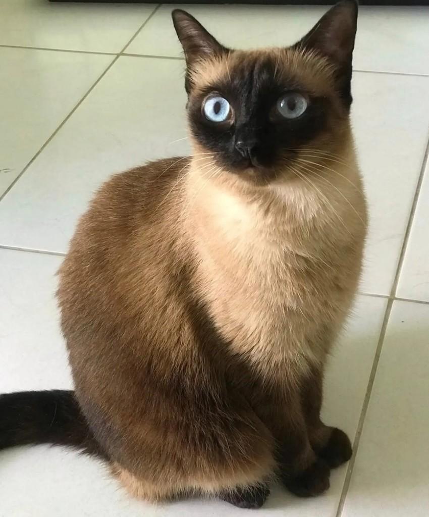 Anitta, gata de porte pequeno para adoção em São Paulo - SP