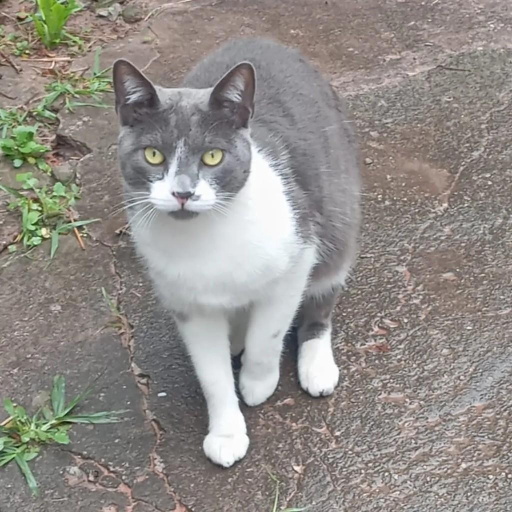 Link, gato de porte médio para adoção em São Paulo - SP