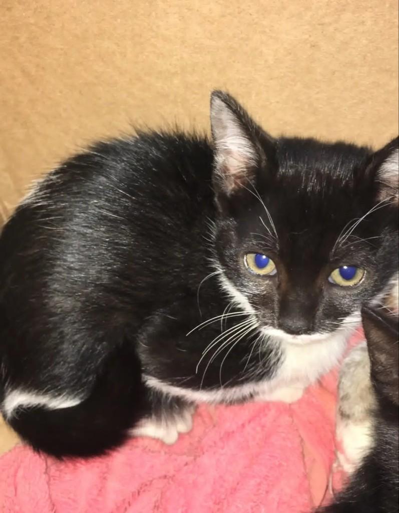 Batgirl, gata de porte pequeno para adoção em São Paulo - SP