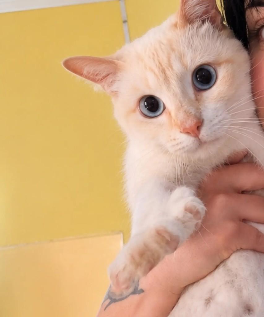 Baunilha, gata para adoção em São Paulo - SP