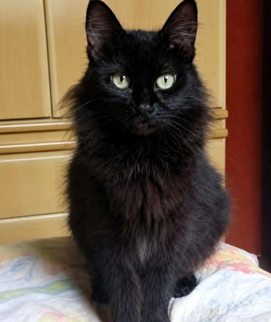 Toddy, gato de porte médio para adoção em São Paulo - SP