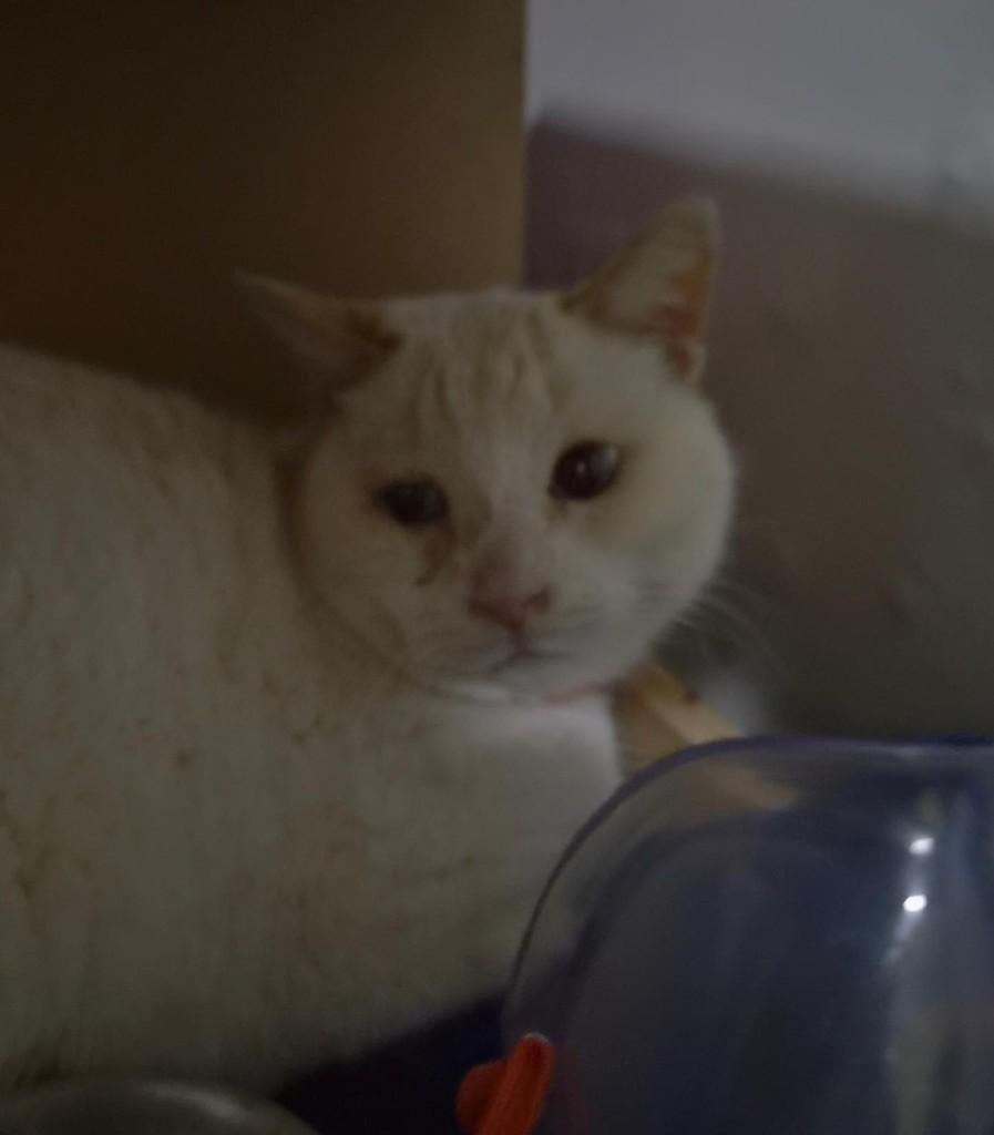 Mandy, gata para adoção em São Paulo - SP