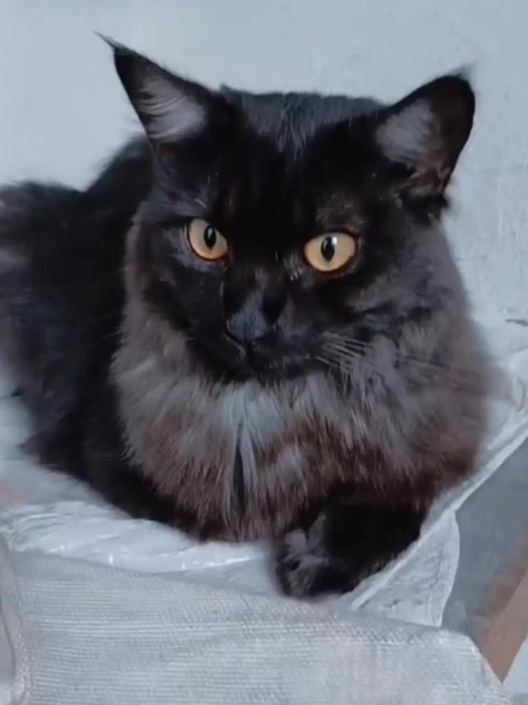 Ravina, gato de porte médio para adoção em São Paulo - SP