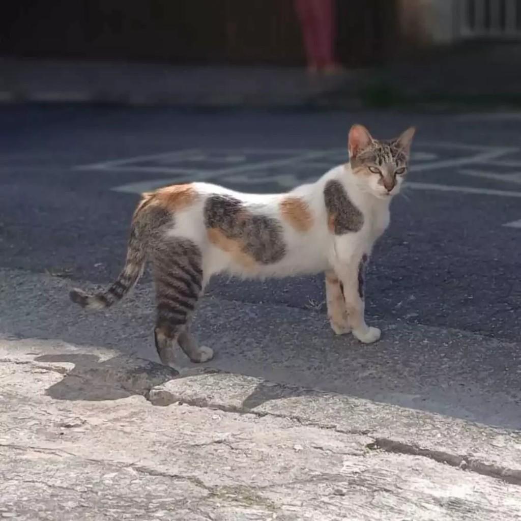 Aurora, gata de porte pequeno para adoção em Santo André - SP