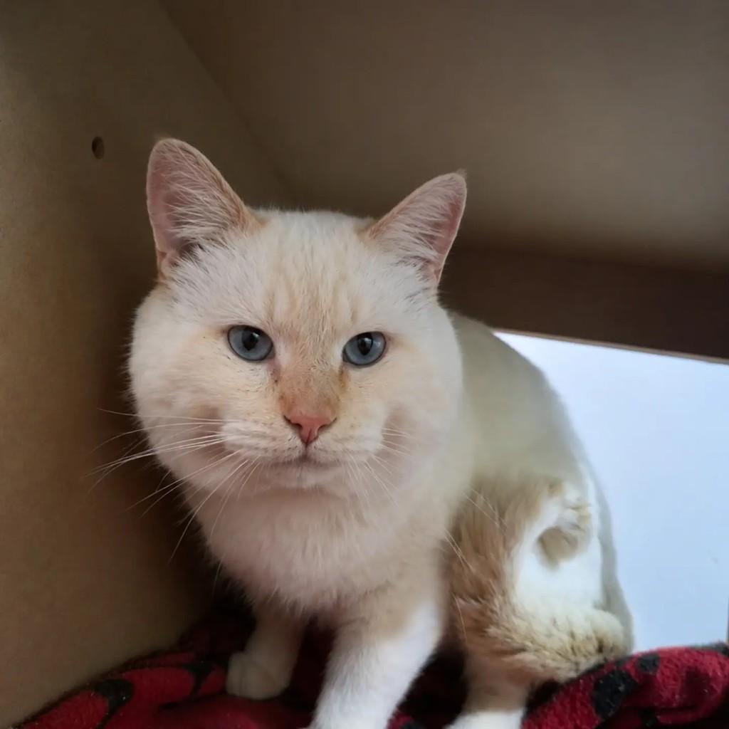 Chucrute, gato de porte médio para adoção em São Paulo - SP