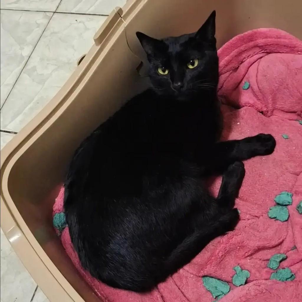 Amarilis, gata de porte pequeno para adoção em São Paulo - SP