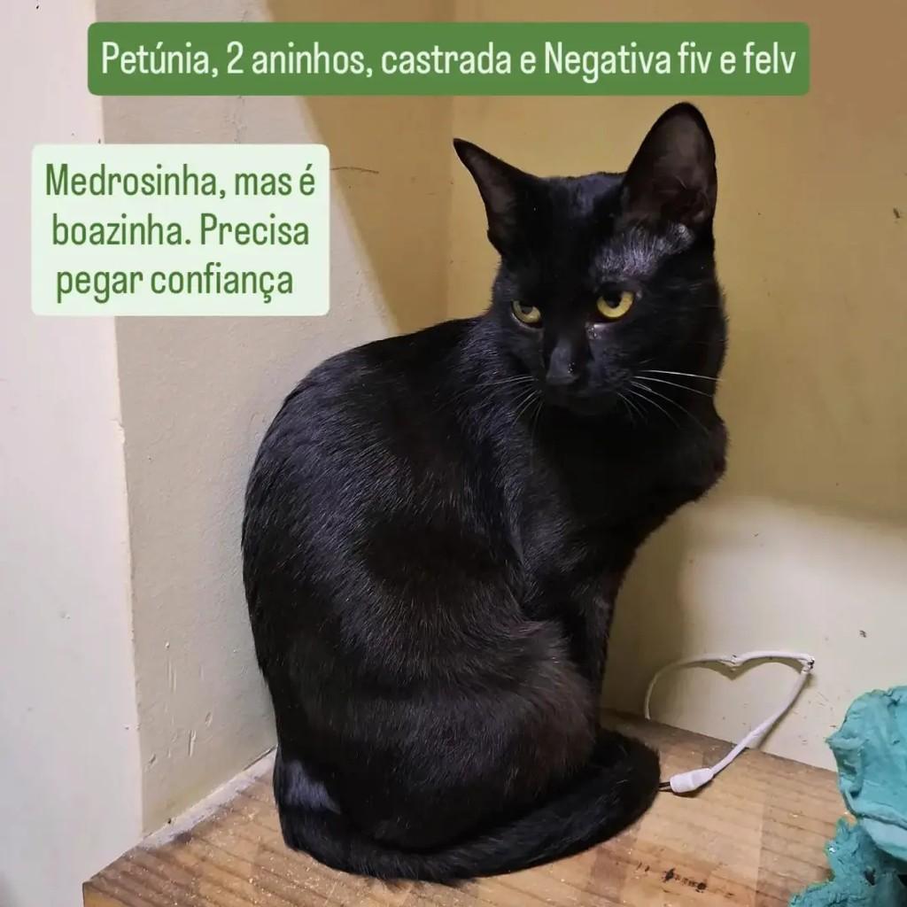 Petúnia, gata de porte médio para adoção em São Paulo - SP