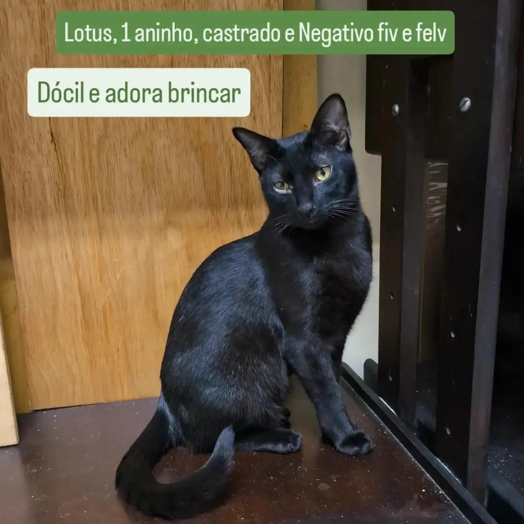 Lótus, gato de porte pequeno para adoção em São Paulo - SP