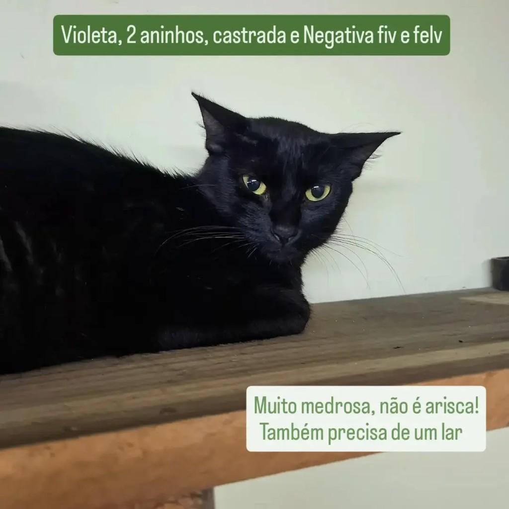 Violeta, gata de porte médio para adoção em São Paulo - SP