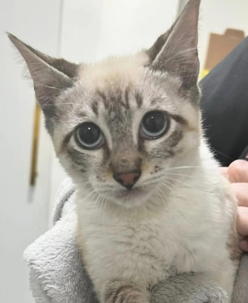 Leo, gato de porte pequeno para adoção em São Paulo - SP