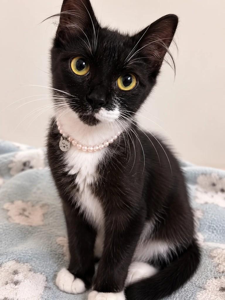 Linda, gata de porte pequeno para adoção em São Paulo - SP