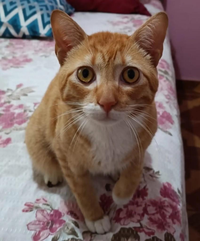 Lion, gato de porte pequeno para adoção em São Paulo - SP