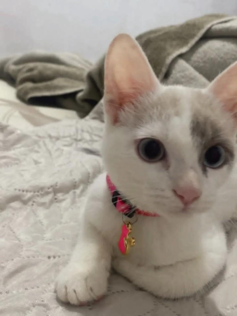 Brisa, gata de porte pequeno para adoção em São Paulo - SP