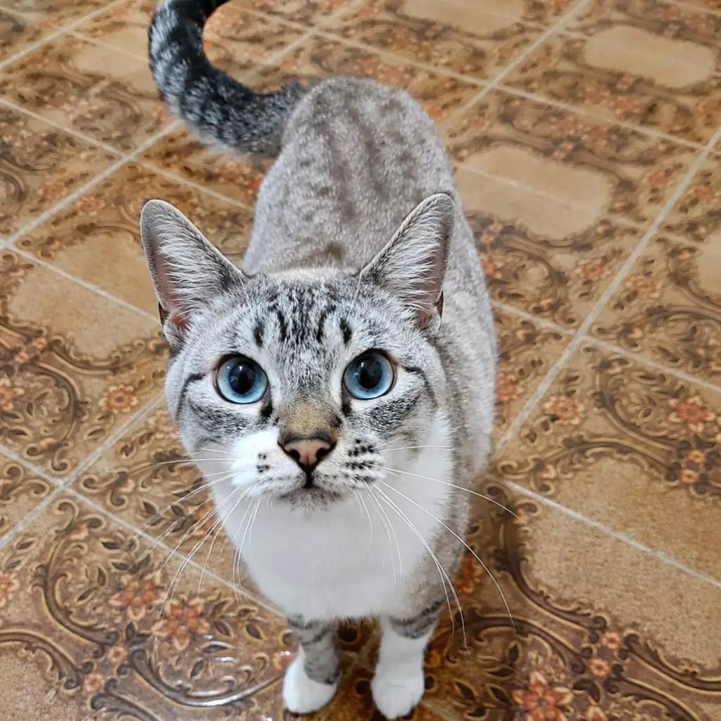 Valéria, gata para adoção em São Paulo - SP