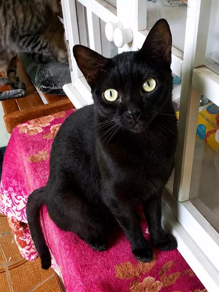 Meia Noite, gato de porte médio para adoção em São Paulo - SP