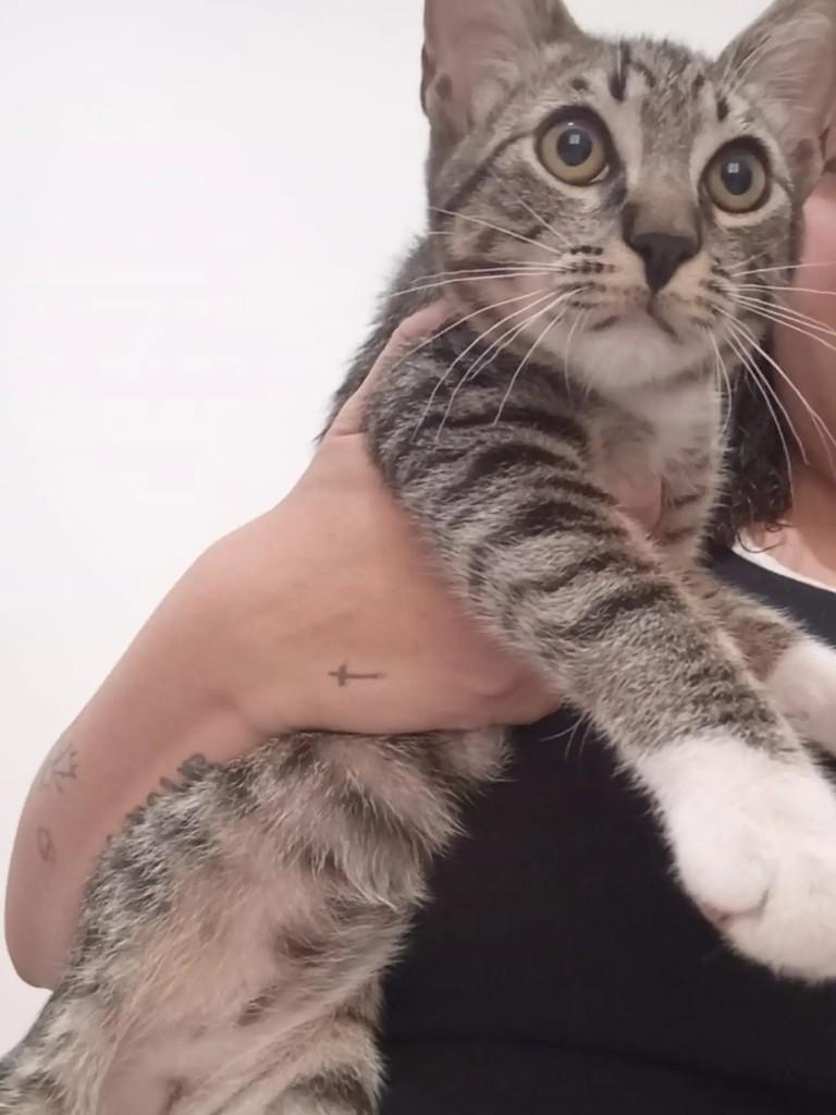 Pedrinho, gato de porte pequeno para adoção em São Paulo - SP