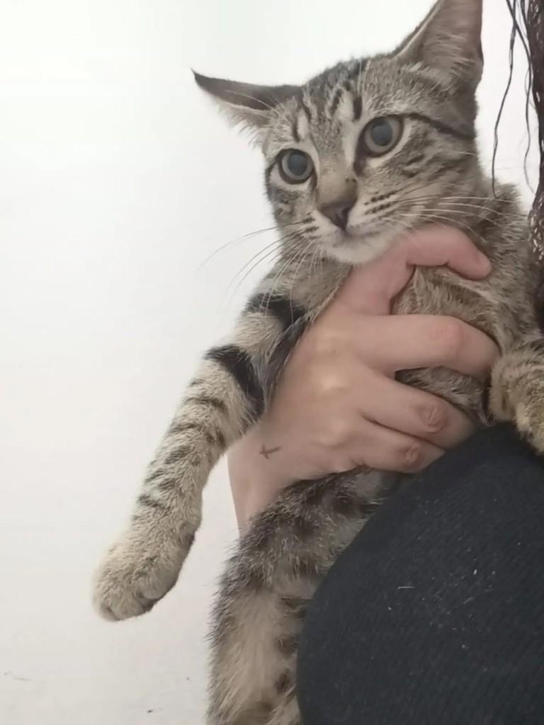Celina, gata de porte pequeno para adoção em São Paulo - SP