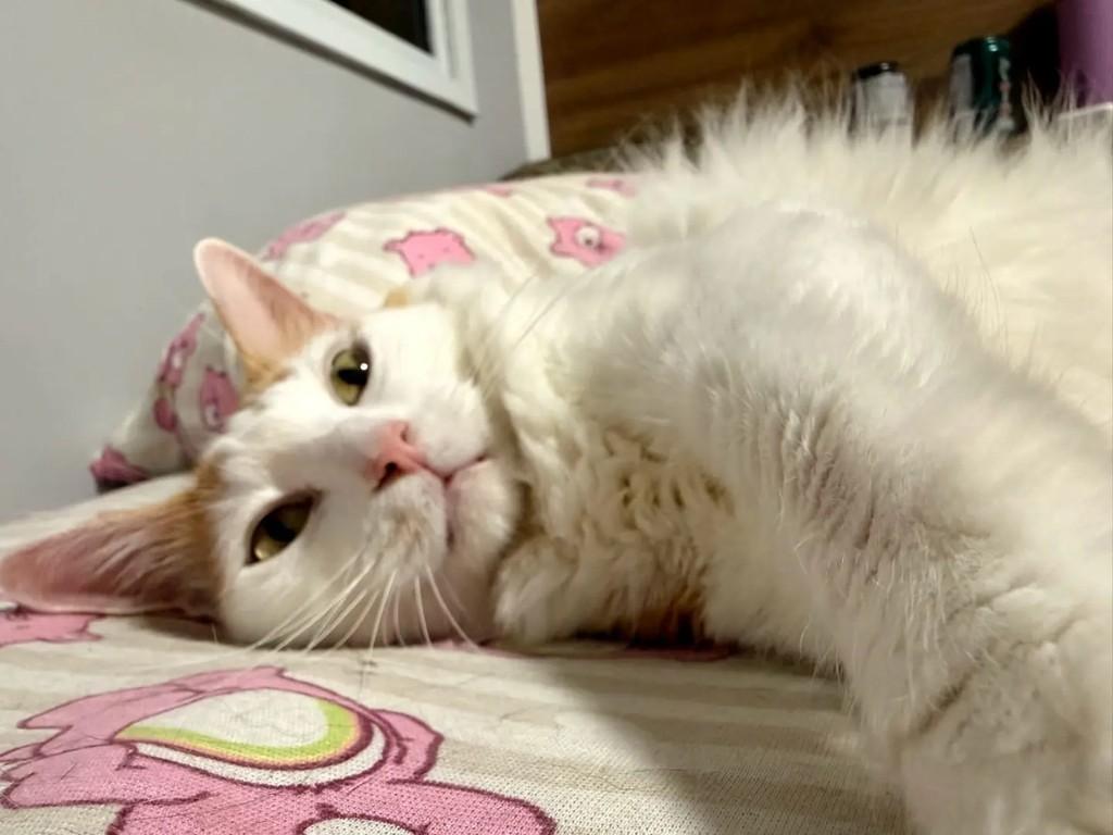 Gregório, gato de porte médio para adoção em São Paulo - SP
