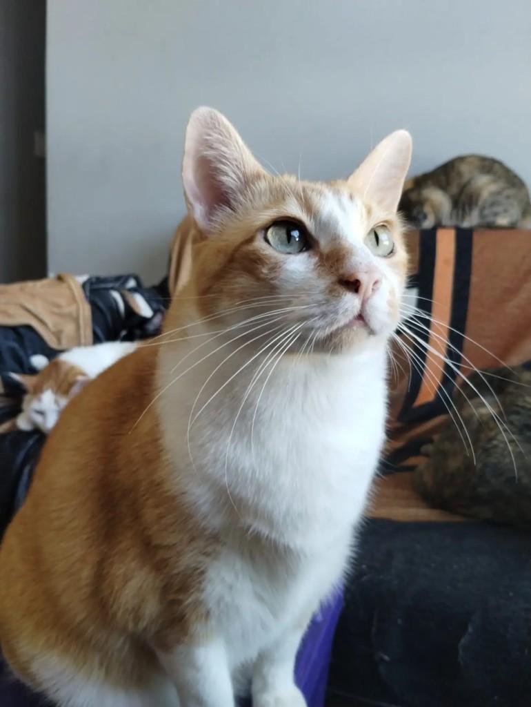 Simba, gato de porte médio para adoção em São Paulo - SP