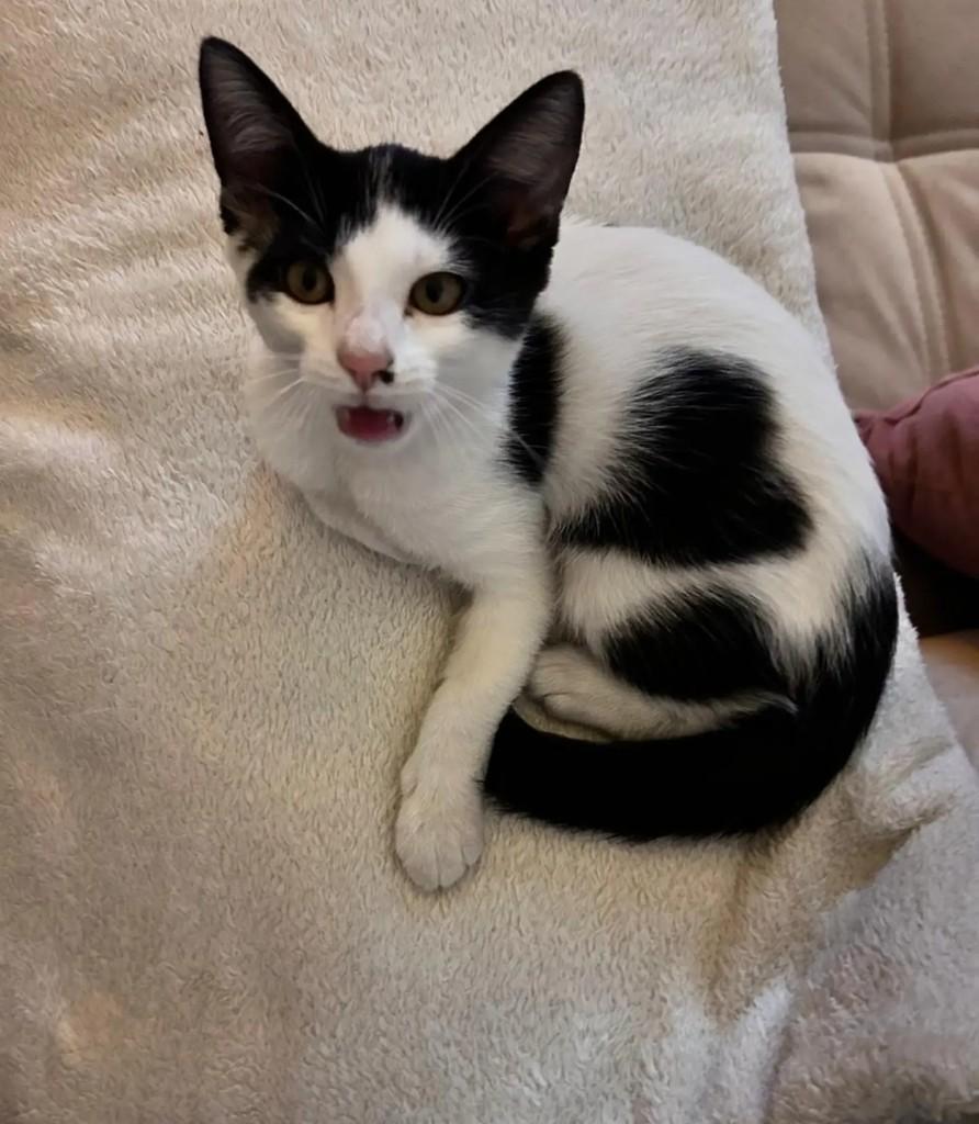 Suzy, gato de porte pequeno para adoção em São Paulo - SP
