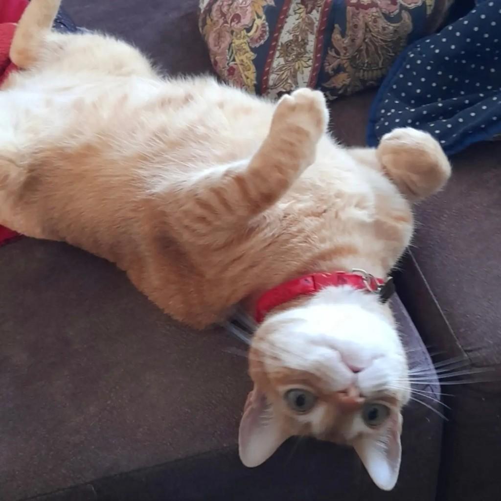 Rony Weasley, gato de porte médio para adoção em São Paulo - SP