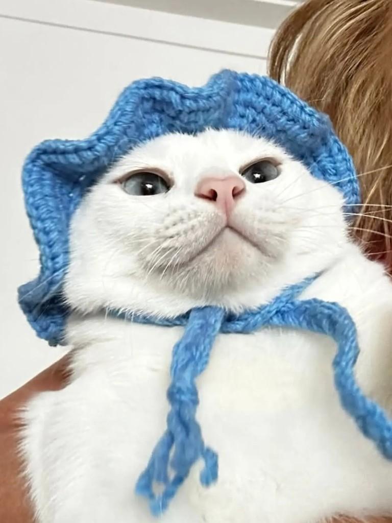 Shiva, gato de porte médio para adoção em São Paulo - SP