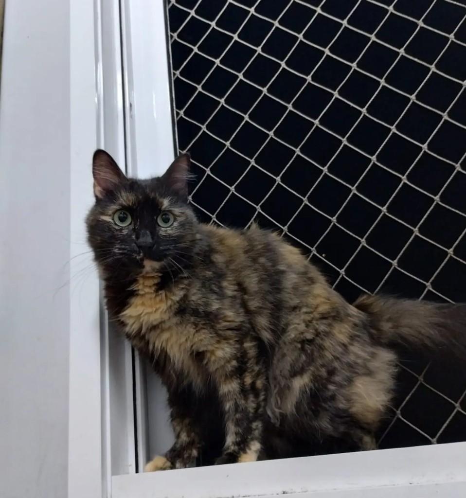 Shiri, gato de porte médio para adoção em São Paulo - SP