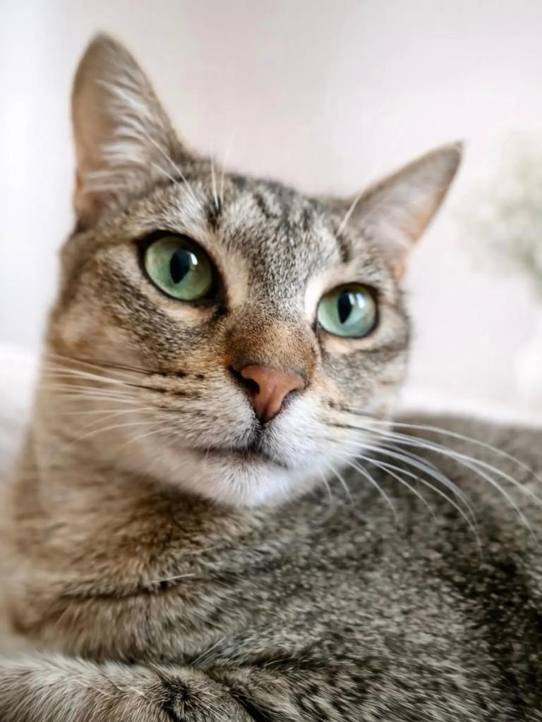 Alaska, gata para adoção em São Paulo - SP