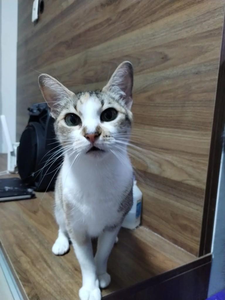 Lely, gata de porte pequeno para adoção em São Paulo - SP