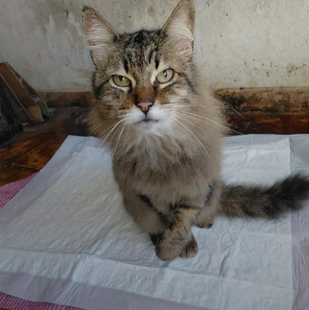 Magnus, gato de porte médio para adoção em São Paulo - SP