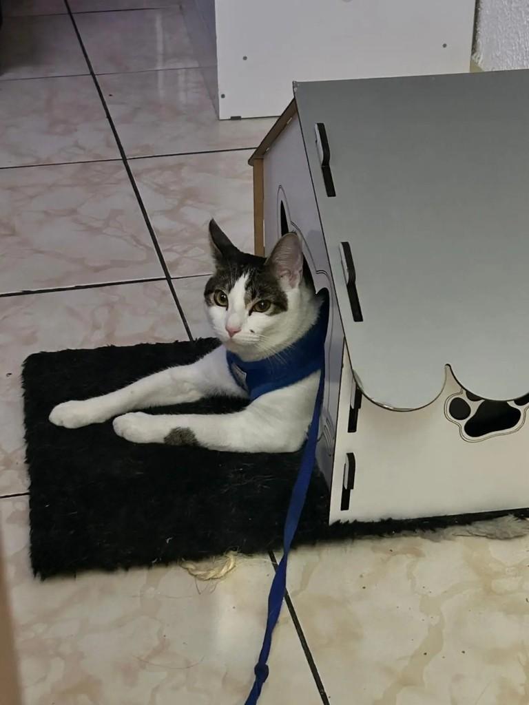 Joca, gato de porte pequeno para adoção em São Paulo - SP