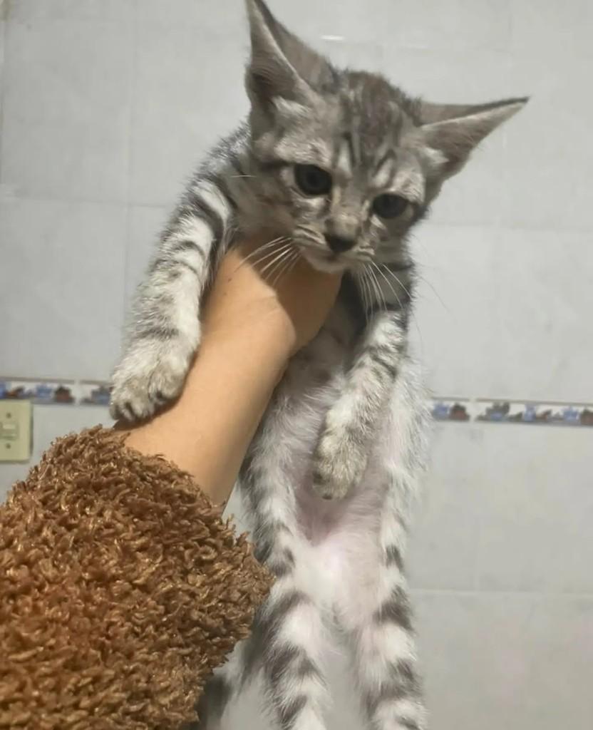 Sucrilhos, gato de porte pequeno para adoção em São Paulo - SP