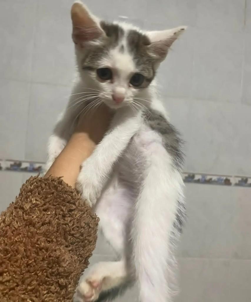 Mini, gata de porte pequeno para adoção em São Paulo - SP