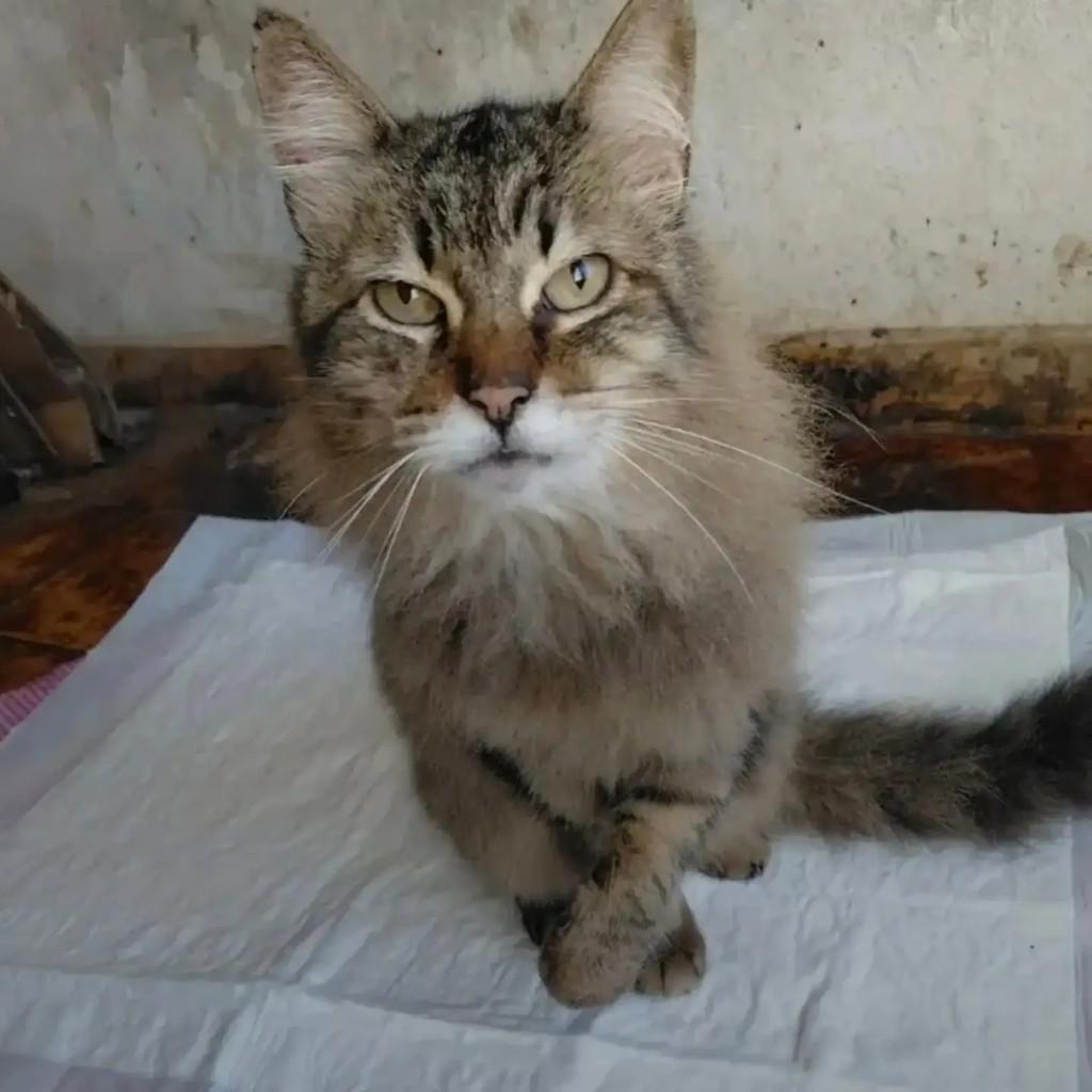 Magno, gato de porte médio para adoção em São Paulo - SP