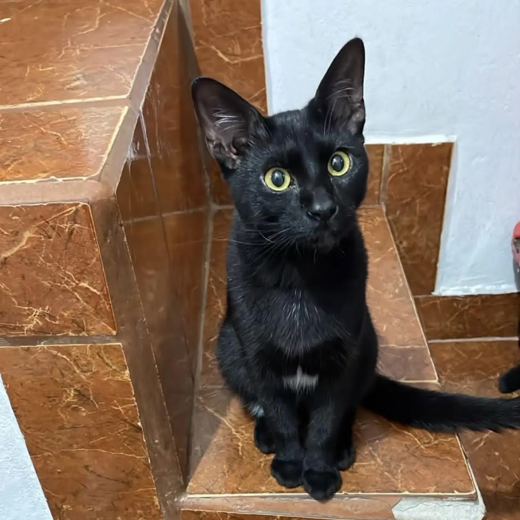 Marlon, gato de porte pequeno para adoção em São Paulo - SP