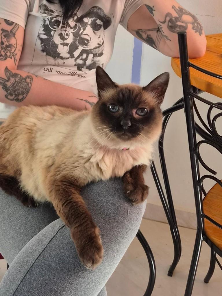 Vera, gata de porte médio para adoção em São Paulo - SP