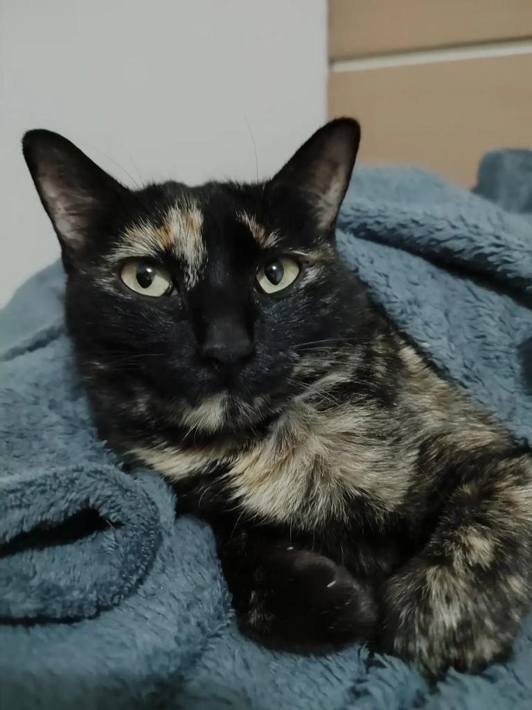 Turamissu, gata de porte pequeno para adoção em Osasco - SP